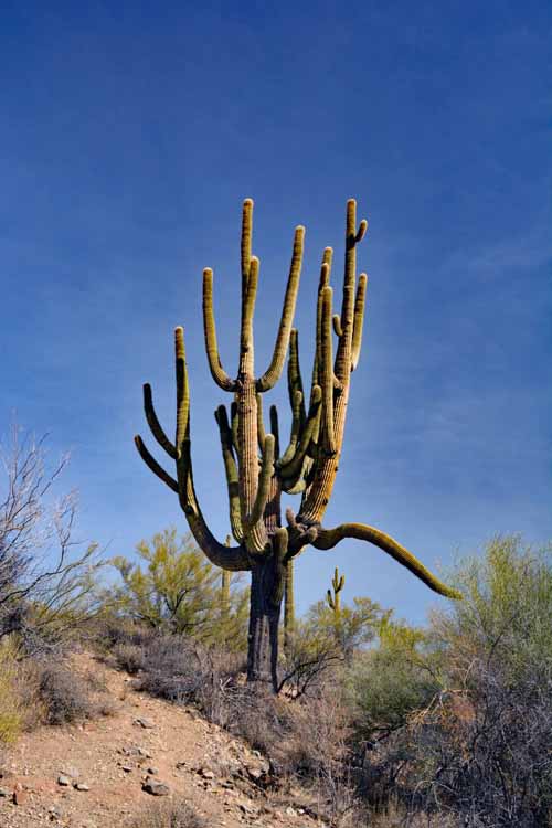 saguaro with many arms